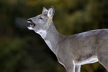 Roe deer shouting in forest, breath fume coming from the mouth