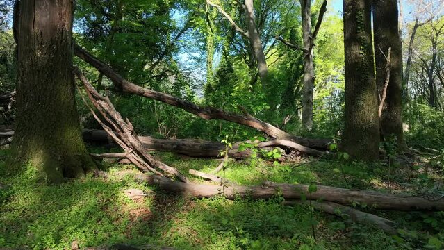 Bosco di faggi in una giornata di sole. Vista aerea della foresta di alberi di faggio in primavera