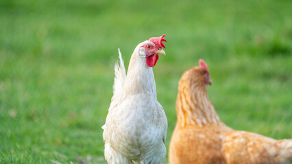 White leghorn chicken / chicken de livorno, the most beautifull italian chicken, known for giving...
