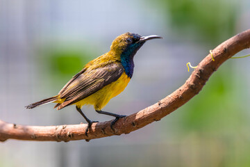 The olive-backed sunbird (Cinnyris jugularis), also known as the yellow-bellied sunbird, is a species of sunbird found from Southern Asia to Australia.
