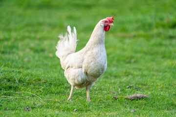White leghorn chicken / chicken de livorno, the most beautifull italian chicken, known for giving...