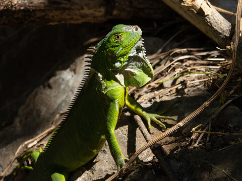 Close up image of a bright green iguana emerging from the dark shadows of its environment. The texture of its skin jumps out at the viewer.