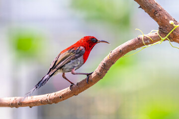 

Wikipedia
https://en.wikipedia.org › wiki › Crimson_sunbird
The crimson sunbird (Aethopyga siparaja) is a species of bird in the sunbird family which feed largely on nectar