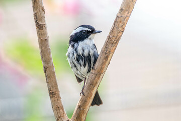 The little pied flycatcher (Ficedula westermanni) is a species of bird in the family Muscicapidae