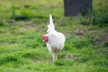 White leghorn chicken / chicken de livorno, the most beautifull italian chicken, known for giving...