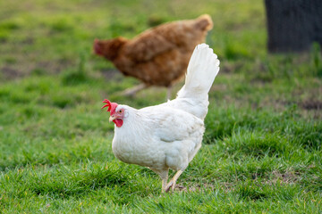 White leghorn chicken / chicken de livorno, the most beautifull italian chicken, known for giving...