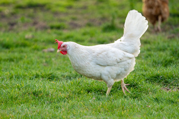 White leghorn chicken / chicken de livorno, the most beautifull italian chicken, known for giving the most eggs per year. White leghorn free range on grass
