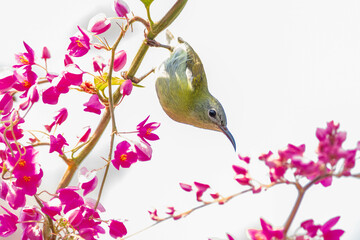 The Indian white-eye (Zosterops palpebrosus), formerly the Oriental white-eye, is a small passerine bird in the white-eye family