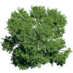 green tree top view on white png landscape plan urban