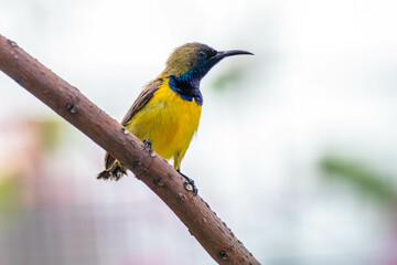 The olive-backed sunbird (Cinnyris jugularis), also known as the yellow-bellied sunbird, is a species of sunbird found from Southern Asia to Australia.
