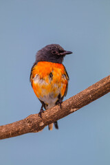 The small minivet (Pericrocotus cinnamomeus) is a small passerine bird