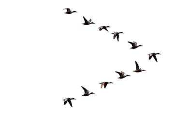 png flock of duck birds on clear background