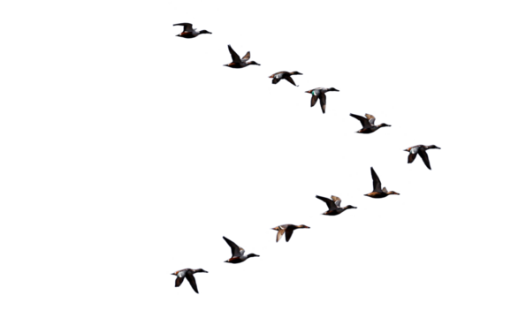 png flock of duck birds on clear background