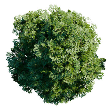 green tree top view on white png landscape plan urban