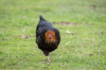 black harco free range hen chicken