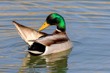 Birds and animals in wildlife concept. Amazing mallard duck family swims in lake or river with blue water    