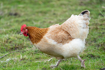 Fototapeta premium chicken on the farm