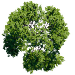 green tree top view on white png landscape plan urban