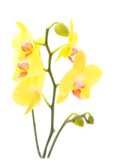 Naklejka na ściany i meble Beautiful yellow Orchid flower on stem.