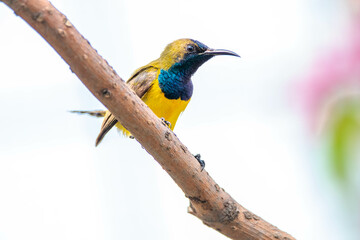 The olive-backed sunbird (Cinnyris jugularis), also known as the yellow-bellied sunbird, is a species of sunbird found from Southern Asia to Australia.