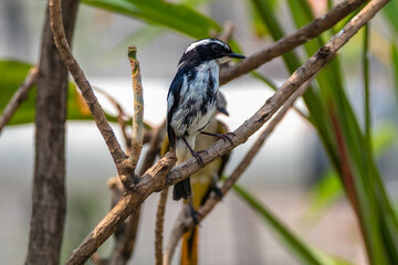 The little pied flycatcher (Ficedula westermanni) is a species of bird in the family Muscicapidae