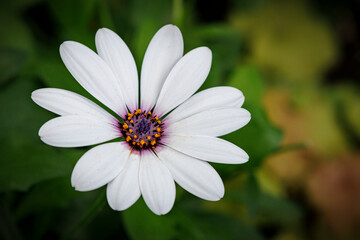 Fototapeta premium Cape Daisy