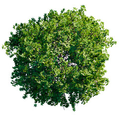 green tree top view on white png landscape plan urban