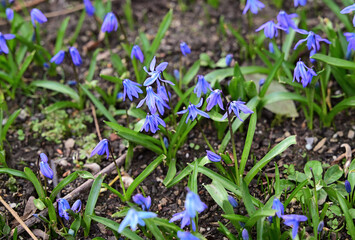 Scilla siberica