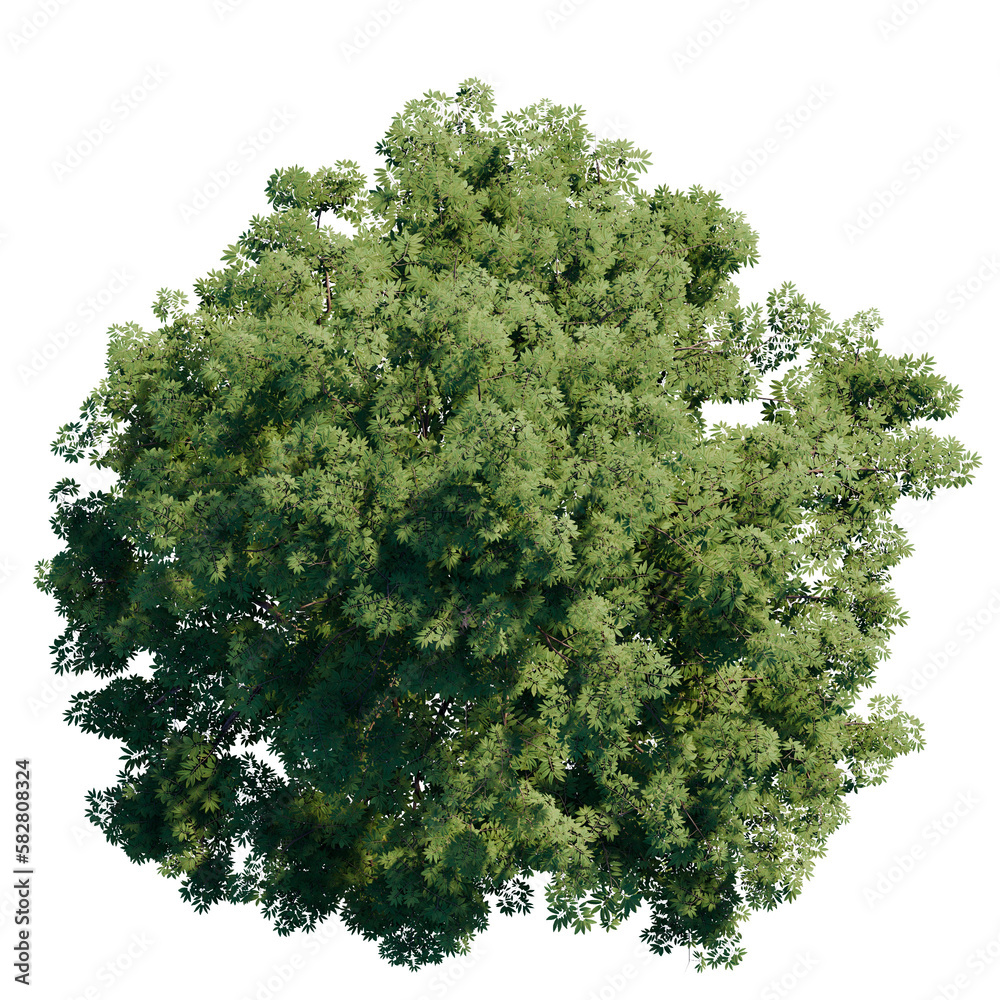 Wall mural green tree top view on white png landscape plan urban