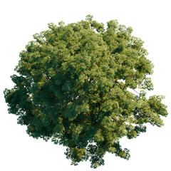 green tree top view on white png landscape plan urban
