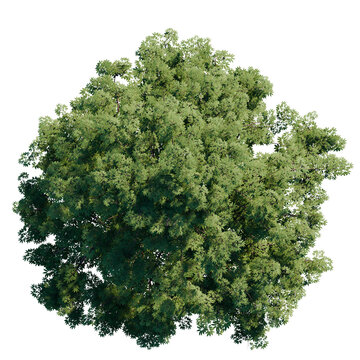 green tree top view on white png landscape plan urban