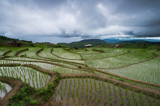 Landscape rice fields on terraced of Ban Pa Bong Piang in the rainy season, Chiangmai, Thailand