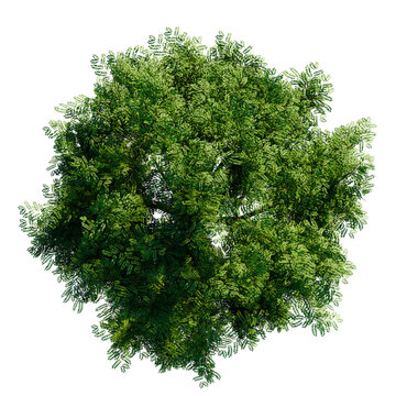 green tree top view on white png landscape plan urban