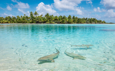 Sharks swimming in the lagoon close at the beach.