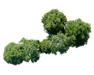 green tree top view on white png landscape plan urban