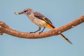 The small minivet (Pericrocotus cinnamomeus) is a small passerine bird