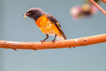 The small minivet (Pericrocotus cinnamomeus) is a small passerine bird