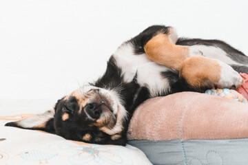 Filhote de cachorro dormindo.