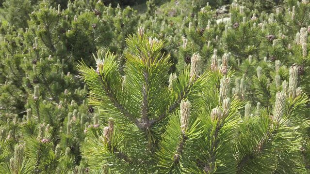 Swiss stone pine twigs with cones swaying in the wind, 4k footage