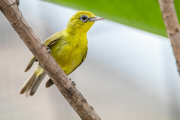 The Indian white-eye (Zosterops palpebrosus), formerly the Oriental white-eye, is a small passerine bird in the white-eye family