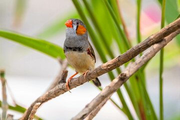 The Sunda zebra finch (Taeniopygia guttata) is a species of bird in the family Estrildidae