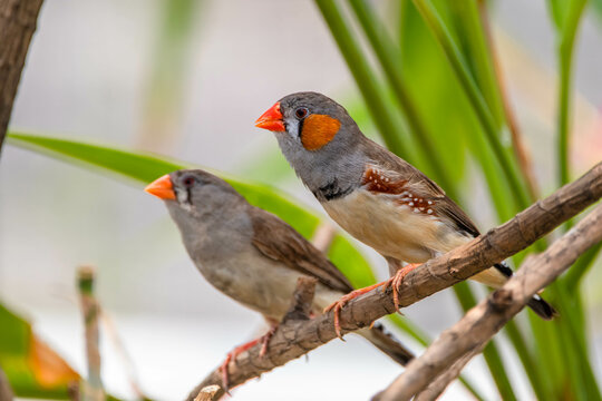 The Sunda zebra finch (Taeniopygia guttata) is a species of bird in the family Estrildidae