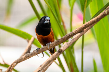 The chestnut munia or black-headed munia is a small passerine
