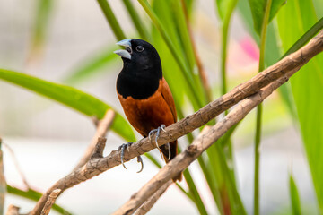 The chestnut munia or black-headed munia is a small passerine