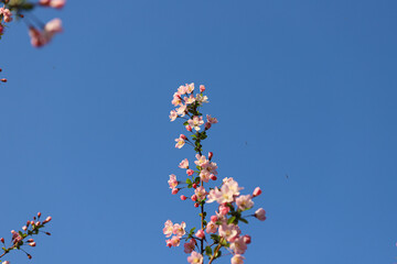 Begonia flowers blooming in Asian parks in spring