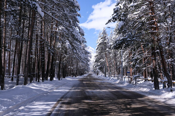 beautiful view of winter forest, road in sunny weather