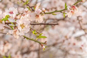 beautiful spring floral background of flowering almond tree close up, shallow depth of field