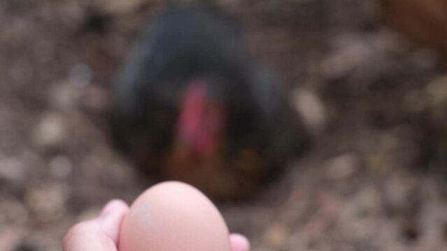 hand fresh eggs just collected from free range chickens in a rural house family cares for free animals sustainable natural lifestyle respect for the environment animals free chickens