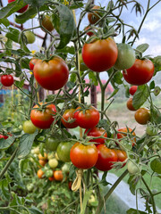 Fresh bunch of red ripe and unripe natural tomatoes growing on a branch in homemade greenhouse