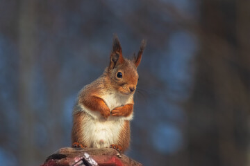curious squirrel looks at the camera